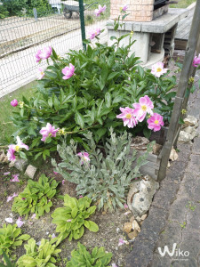 Photo de galerie - Entretien de la plantes  et fleur  
magnifique  pivoine 