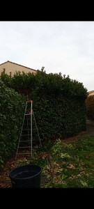 Photo de galerie - Rabattage de haie