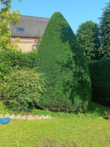 Photo de galerie - Taille en taupiere 