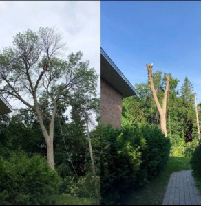 Photo de galerie - Élagage arbre