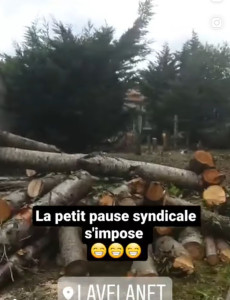 Photo de galerie - Abattage de 22 arbre de 10metre de haut avec coupe a 50