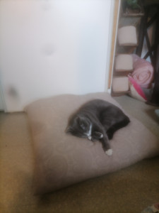 Photo de galerie - Yoshi, garde de 4 mois, un régal, un moment de vie 