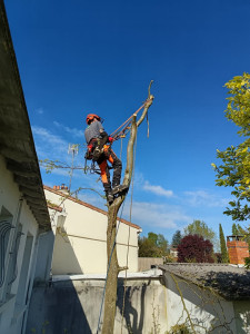 Photo de galerie - Démontage arbre à proximité d’une propriété 