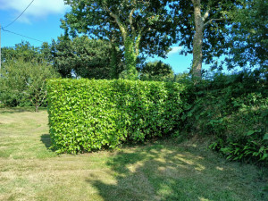 Photo de galerie - Taille de haies et d'arbustes