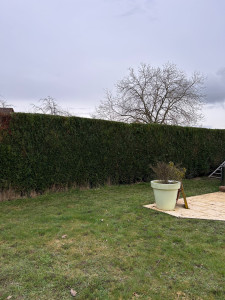 Photo de galerie - Taille de haie 