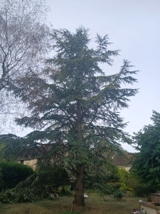 Photo de galerie - Abattage de ce cèdre qui commençait à prendre trop de place dans le jardin.