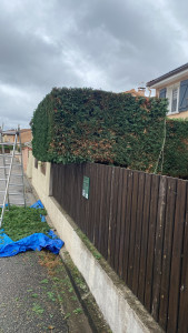 Photo de galerie - Taille de haies et d'arbustes