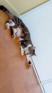 Photo de galerie - Chat