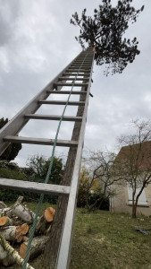 Photo de galerie - Elagage et coupe d'arbres
