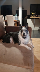 Photo de galerie - Garde animaux