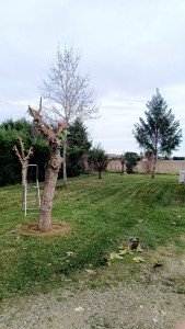 Photo de galerie - Entretien pelouse et coupe d'arbres selon demande des personnes 