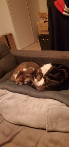 Photo de galerie - Nos chats prêts à accueillir des copains 