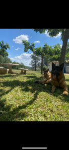 Photo de galerie - Garde de différentes races de chien