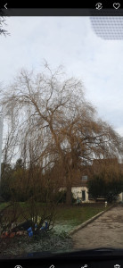 Photo de galerie - Taille d'un saule pleureur nettoyage, éclaircie, relevage et réduction des branches qui allaient au dessus des voitures garées.
Avant.