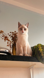 Photo de galerie - Garde de Azure