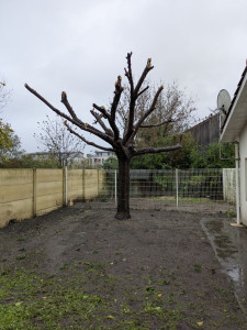 Photo de galerie - Taille et élagage d'un grand mûrier platane.