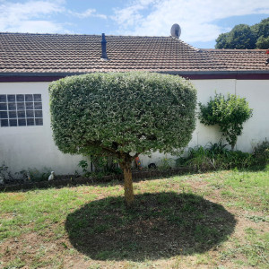 Photo de galerie - Elagage et coupe d'arbres