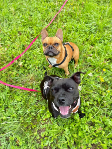 Photo de galerie - Garde chien