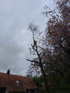 Photo de galerie - Elagage et coupe d'arbres