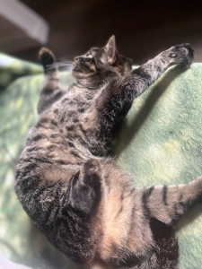 Photo de galerie - Je suis une véritable amoureuse des félins et je comprends que chaque chat est différent.Qu'il soit timide ou plus sociable, je m'adapte à sa personnalité pour lui offrir un jolie moment