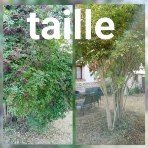 Photo de galerie - Elagage et coupe d'arbres
