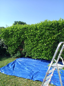 Photo de galerie - Taille de haies et d'arbustes