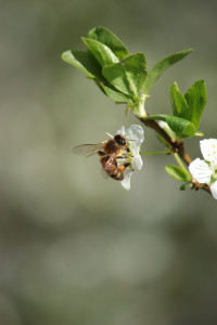 Photo de galerie - Abeille en train de butiner