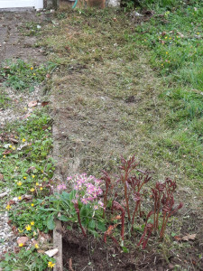 Photo de galerie - Préparation sol pour replanter des rosiers