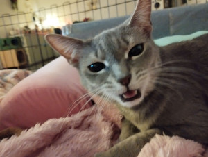 Photo de galerie - Garde chat