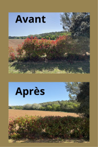 Photo de galerie - Tailles de haies 