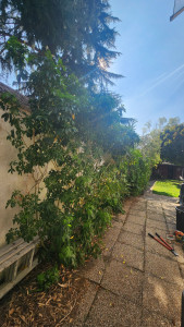 Photo de galerie - Taille de haies et d'arbustes