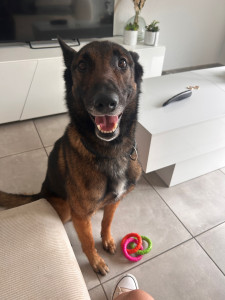 Photo de galerie - Garde de chien, possibilité de passage à domicile 