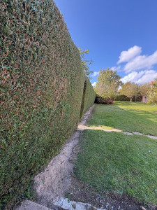 Photo de galerie - Taille de haies et d'arbustes