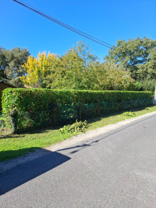 Photo de galerie - Taille de haie