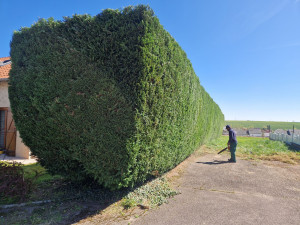 Photo de galerie - Taille de haies et d'arbustes