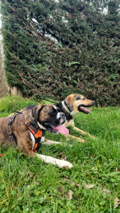 Photo de galerie - Garde d'un boxer et d'un beauceron