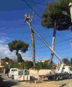 Photo de galerie - Travail avec nacelle Arbre dangereux Un arbre qui était très haut Mets le client très satisfait du travail