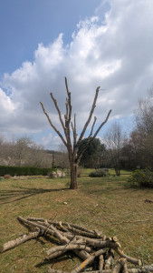 Photo de galerie - Elagage et coupe d'arbres