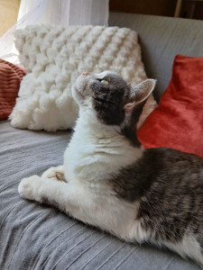Photo de galerie - J’adore m’occuper des petits loulous, choyer les chats et promener les chiens.