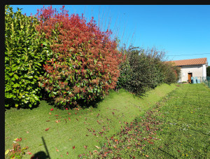 Photo de galerie - Taille arbustes
