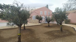 Photo de galerie - - Plantation d'oliviers
- Installation goutte à goutte
- Nivelage et semis gazon
- Création allée gravillonné