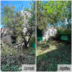 Photo de galerie - Elagage et coupe d'arbres