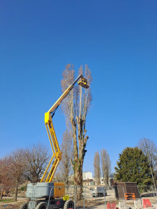 Photo de galerie - Elagage et coupe d'arbres