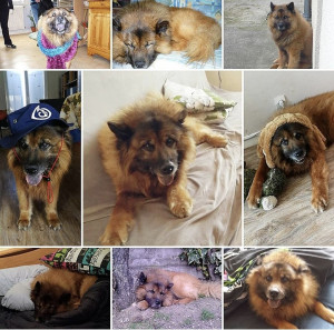 Photo de galerie - Garde chien à votre domicile