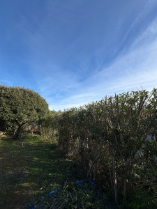 Photo de galerie - Taille détaillée des lauriers 