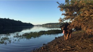 Photo de galerie - Toujours Pépito,  j’ai perdue la photo de l’autre chienne qui se nommait Douchka