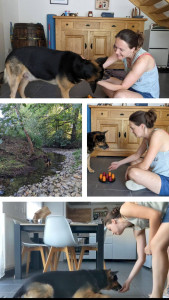 Photo de galerie - Garde de 3 semaines d'Alvin croisé berger allemand x labrador âgé de 10 ans.