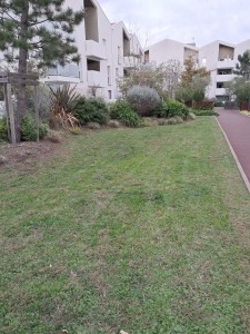 Photo de galerie - Entretien de massifs et pelouse