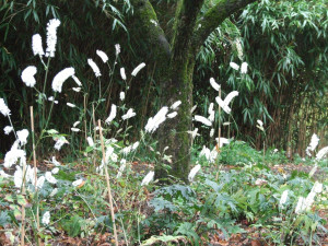 Photo de galerie - Paysagiste - Aménagement du jardin