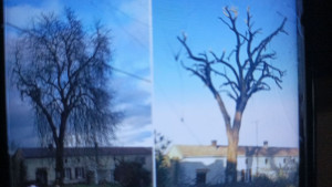 Photo de galerie - Tous arbres 